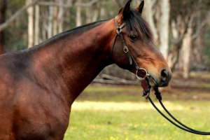 Australski ovčar i australski poni: kako su ušli u australiju?